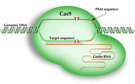 Crispr Indonesia | Bruin Blog