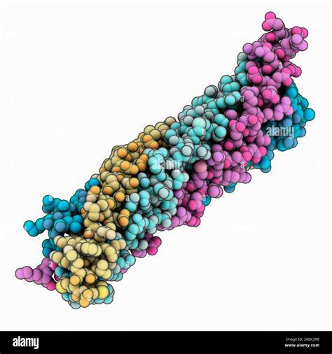 Neuronal synaptic fusion complex. Computer model showing the structure of SNARE (soluble N ...