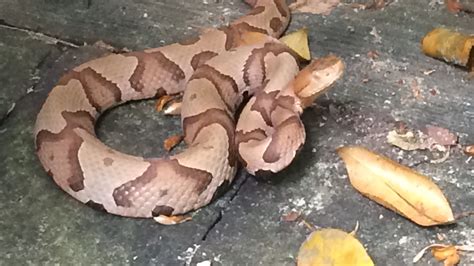 Venomous snake bites on the rise in the Upstate