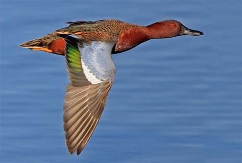 14 Rare Duck Species and Where to Find Them – Omega Outdoors