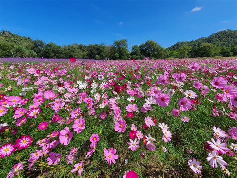 ฮอกไกโด ฟลาวเวอร์ ปาร์ค เขาใหญ่ (Hokkaido Flower Park Khaoyai) - Pet Friendly Thailand