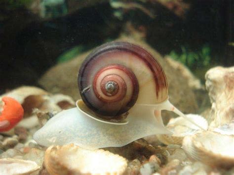 Aquarium Snails - Principles | Types | Eggs | Pet | Pest | Breed - SeaFish