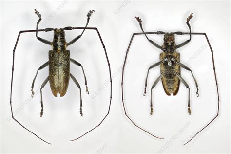 Longhorn beetle - Stock Image - C057/3896 - Science Photo Library