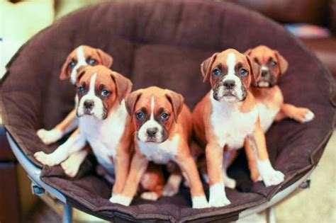 Boxer Puppies- Flashy fawn for Sale in Seattle, Washington Classified | AmericanListed.com