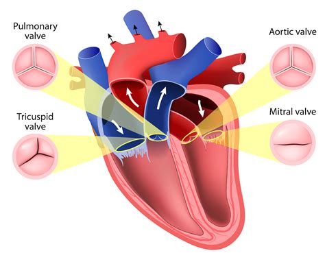 Functionality of Heart Valves | Abbott