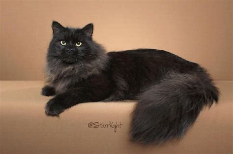 Tailsofmycat.com | Black cat breeds, Siberian cat, Cat breeds