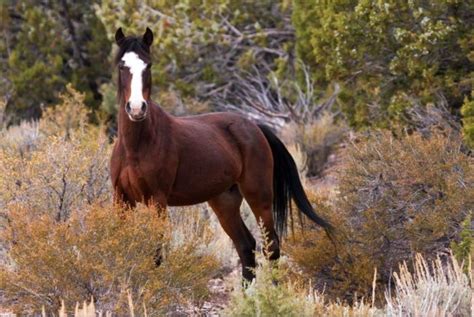 9 Stunning Places You Can See Wild Horses In Nevada | Wild horse ...