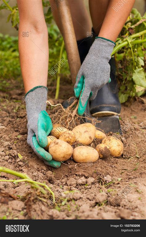 Harvesting Potatoes. Image & Photo (Free Trial) | Bigstock