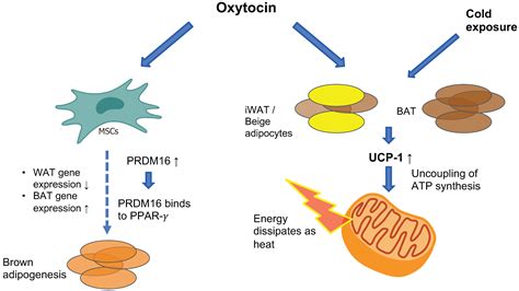 IJMS | Free Full-Text | The Effects of Oxytocin on Appetite Regulation ...