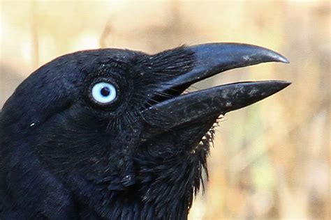 crow's eye - - Image Search Results | Eye images, Crow, Eyes