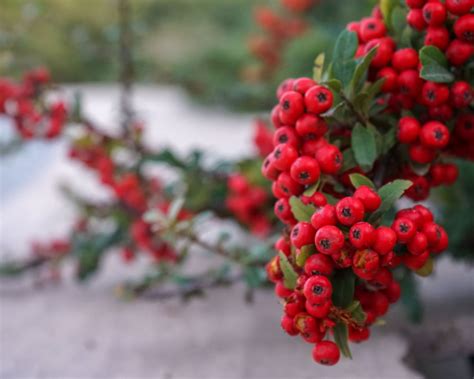 Best plants with winter berries: 15 plants for adding color | Gardeningetc