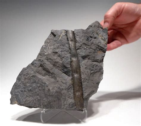 SIGILLARIA ,CARBONIFEROUS PLANT FOSSILS FOR SALE