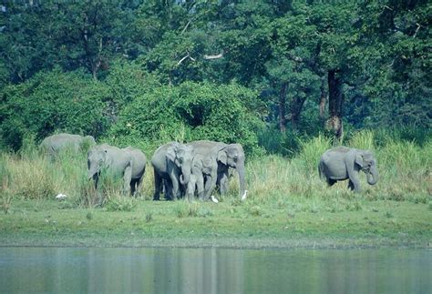 Indian Asian Elephant: Species in World Land Trust reserves