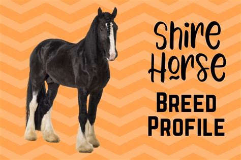 Shire Horse: Breed Profile for the World's Largest Horse - Helpful Horse Hints