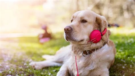 Classical Music Calms Dogs More Than Audiobooks