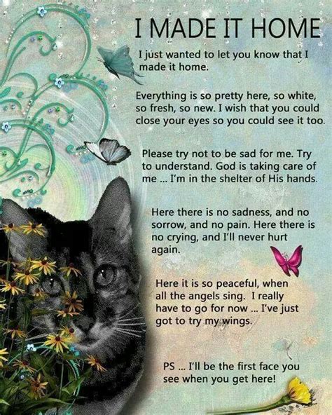 Image result for cat heaven poem | Cats! | Cat quotes, Cats, Losing a pet