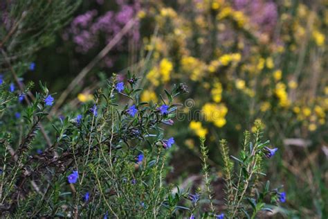 Creeping Gromwell Blue-purplish Flower Stock Photo - Image of galicia, flowering: 240135380