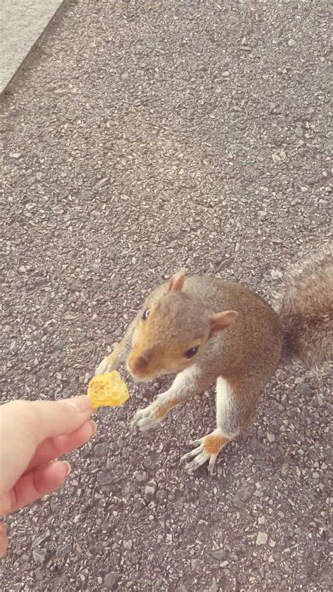 First time feeding a squirrel!! : r/aww