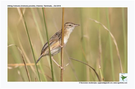 zitting-cisticola – Ogaclicks