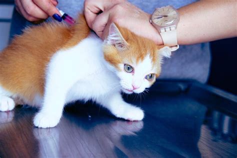 Premium Photo | Cute sick cat waiting for the vet