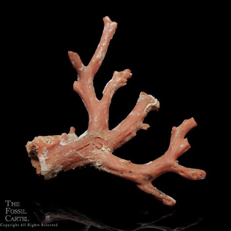 Natural Red Coral Branch - The Fossil Cartel