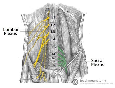 The Lumbar Plexus - Spinal Nerves - Branches - TeachMeAnatomy