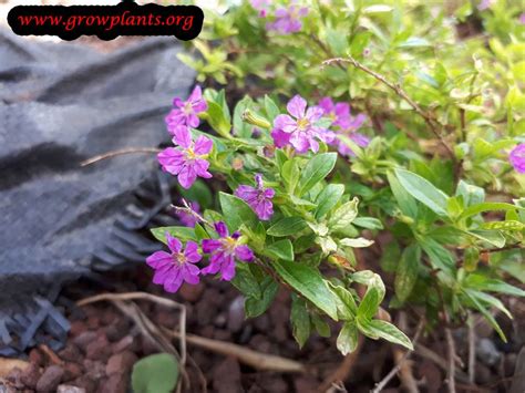 Cuphea hyssopifolia - How to grow & care