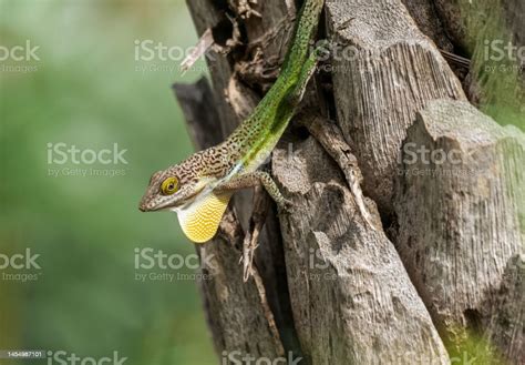 Anolis Carolinensis Or Green Anole Is A Treedwelling Species Of Anole ...