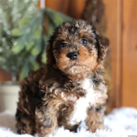 Yorkie-Poo Puppies For Sale | Greenfield Puppies