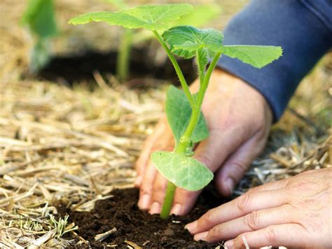 Alternatives to Using Garden Pesticides - RubberMulch.com