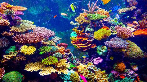 Océans : pour préserver la biodiversité, pourquoi ne pas adopter un corail