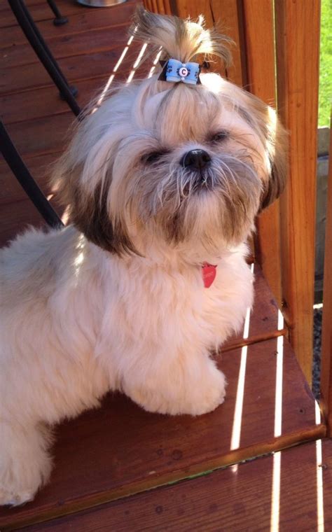 Adorable Shih Tzu Haircuts – Shih Tzu Cute