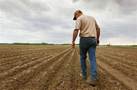 Agriculture - A farmer walks his newly planted corn field checking to be sure planting proceeded ...