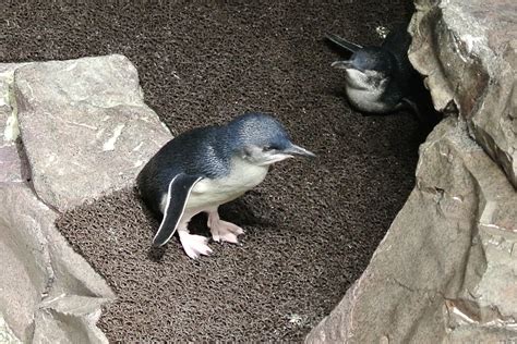 Penguins | New England Aquarium Boston, MA | Lorianne DiSabato | Flickr