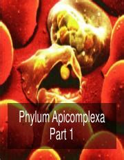 12. Apicomplexans Part 1 67 .pdf - Phylum Apicomplexa Part 1 LESSON ...