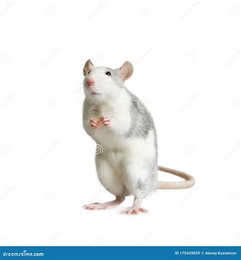 Little Cute Rat Standing on His Hind Legs Over White Stock Image - Image of sniff, standing ...