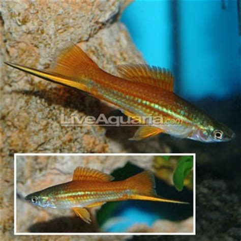 Assorted Swordtail - Freshwater Fishs