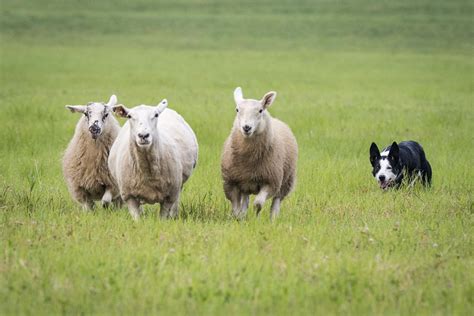 Sheep herding sport grows, takes hold in Mora | News | presspubs.com