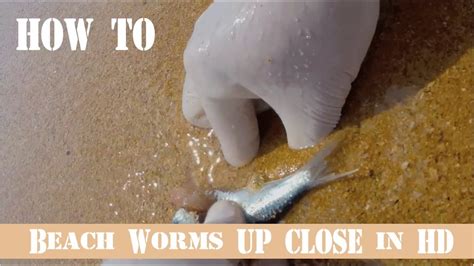 How to Catch Beach Worms (UP CLOSE VIDEO IN HD) - YouTube