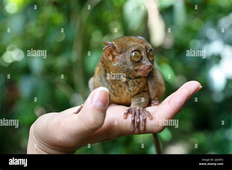 Kleinster affe der welt hi-res stock photography and images - Alamy