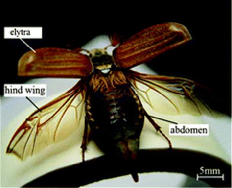 Beetle Wings Anatomy