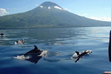 Azores Whale Watching