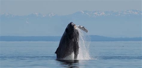 Humpback Whales Vancouver Island - Homalco Wildlife & Cultural Tours