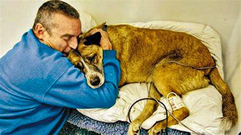 AFTER HER OWNER DIED THIS OLD DOG WAS LEFT AT A SHELTER, BUT THEN A MYSTERIOUS MAN SHOWED UP ...