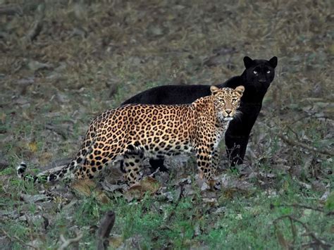 'The eternal couple': Leopard and black panther couple spotted together ...