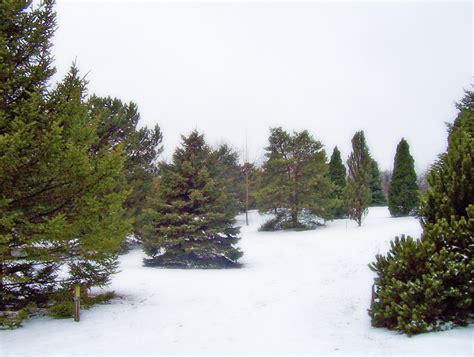 Evergreen Trees In Snow Free Stock Photo - Public Domain Pictures