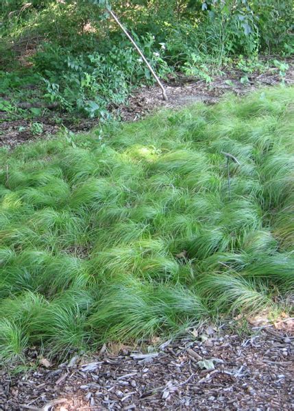 3.7 Pennsylvania sedge – Gardening with Native Grasses in Cold Climates