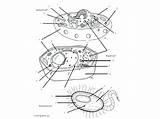 Animal Plant Cell Coloring sketch template