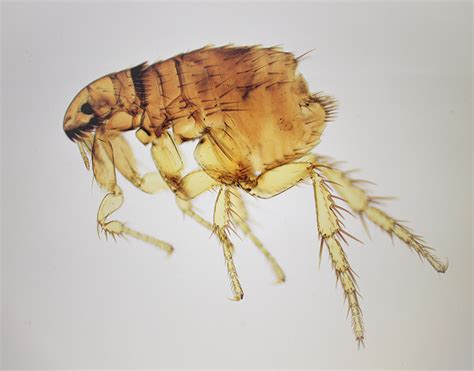 Fleas vs Gnats vs Lice: Whats the Difference?