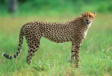 Cheetah In South African National Park - Feline Facts and Information